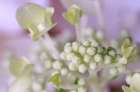 USA, Indiana, Fishers. Close-up of white flower and buds. Art Print